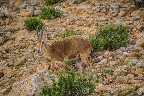 Ibex in the nature stock photo. Image of genus, mountain - 56315448