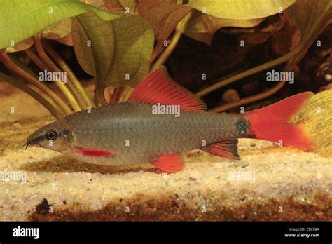 Rainbow Shark, Red Finned Shark, Ruby Shark, Rainbow Sharkminnow (Epalzeorhynchos frenatum ...