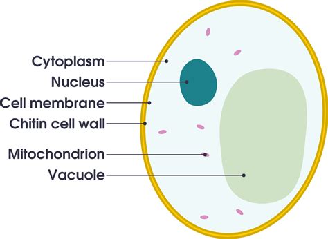 Download Open - Animal Cell Diagram Gcse - Full Size PNG Image - PNGkit