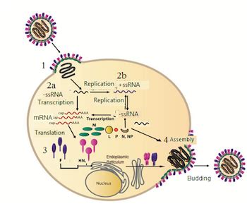 Mumps Virus: Structure and Function - Lesson | Study.com