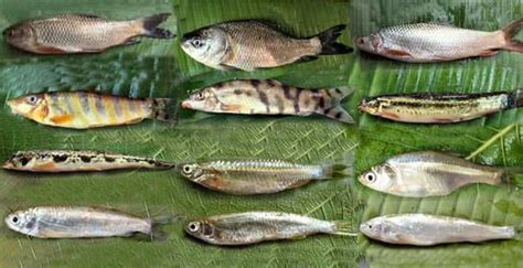 Classification of Cypriniformes | BdFISH Feature