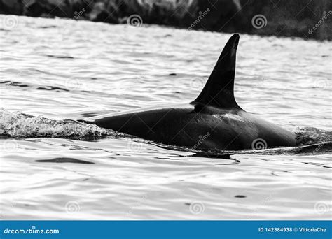 Killer Whale Orca in the Natural Habitat, Kamchatka Peninsula, Russia ...