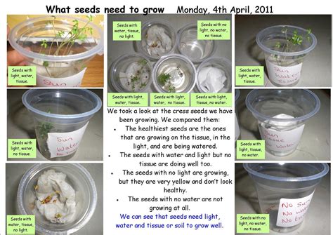 Science Projects: Cress seeds growing in Senior infants