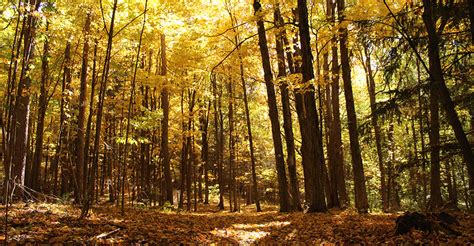 Columbia Land Conservancy Guided Walk at Borden’s Pond Conservation Area, Oct 12 – Columbia ...