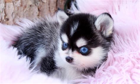 Zazu - Pomsky M. | Foufou Puppies