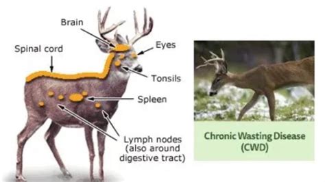 Deadly Chronic Wasting Disease Confirmed in Deer at East Texas Breeding ...