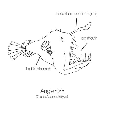 Abyssal Zone Angler Fish