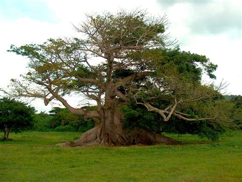 Vieques' 400-Year-Old Ceiba Tree Blooms Again After Hurricanes Irma and Maria