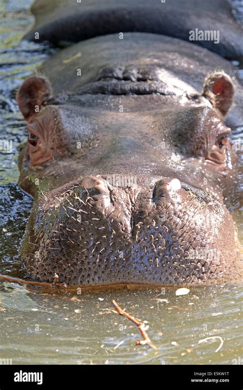 Portrait of a hippopotamus (Hippopotamus amphibius), a semiaquatic ...