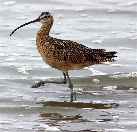 curlew / wulp - gezien in Zeeuws- Vlaanderen bij de dijk bij Terneuzen ...