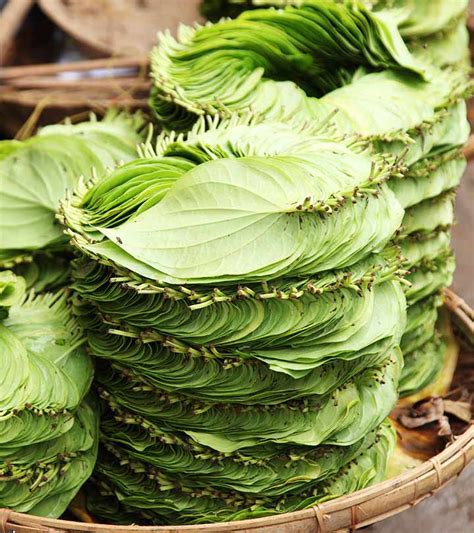 23 Amazing Medicinal Benefits Of Betel Leaf (Paan Ka Patta)