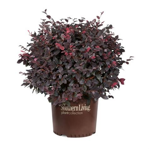 Red Diamond Loropetalum in 2021 | Plants, Southern living plants, Container plants