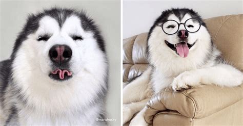 Look At This Cute Smile Of Maru The Siberian Husky Everyone Is Obsessed ...