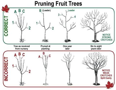 What to do with neglected tree, full of large water sprouts? | Arborist ...