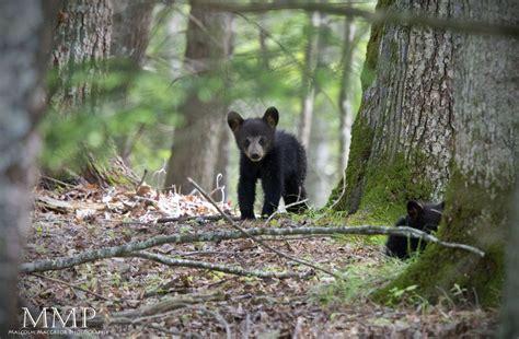 Cades Cove Wildlife – 2011 | Cades cove, Wildlife, Woodland creatures