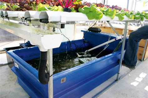 Aquaponics: The leaves and the fishes - Good Organic Gardening