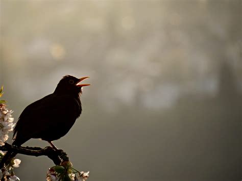 Where Do Birds Sleep at Night? – Chirp Nature Center