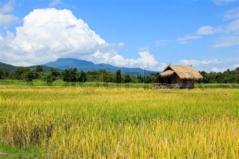 Rice field in Chiang Mai ,Thailand. | Stock image | Colourbox