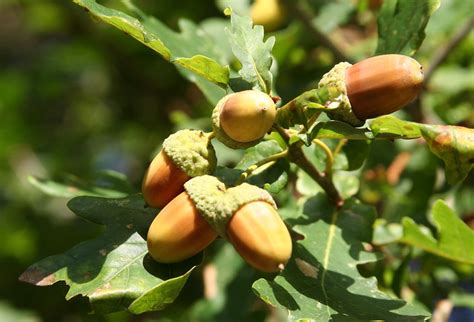 Acorns_IMG_0177 | Acorns - Autumn | By: tfengreen | Flickr - Photo Sharing!