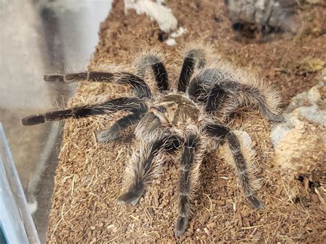 Curly Hair Tarantula (Tliltocatl albopilosus) Care — The Tarantula ...