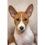 6 Best Basenji Breeders in The USA! (2024)