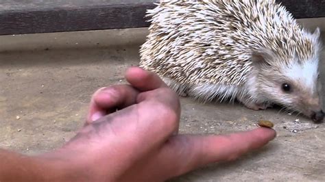 Vicious Hedgehog Attack - YouTube