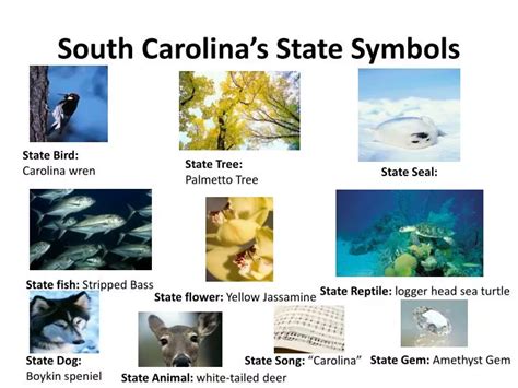 PPT - South Carolina’s State Symbols PowerPoint Presentation, free ...