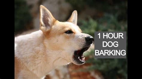 Dog Barking Deterrent Sound at Christopher Luebbert blog