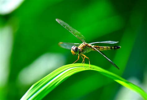 14 Fun Facts About Dragonflies | Science | Smithsonian Magazine