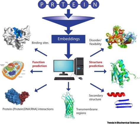 Novel machine learning approaches revolutionize protein knowledge ...