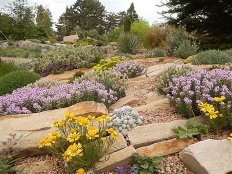 Alpine Collection | Denver Botanic Gardens