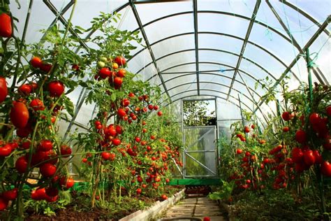 How to Grow Tomatoes in a Greenhouse - 6 Tips