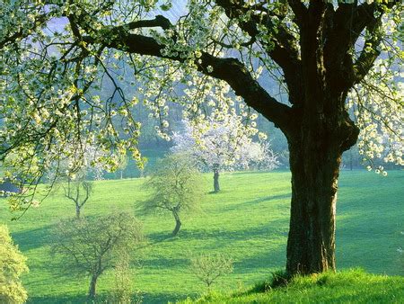 April morn - Other & Nature Background Wallpapers on Desktop Nexus (Image 589548)