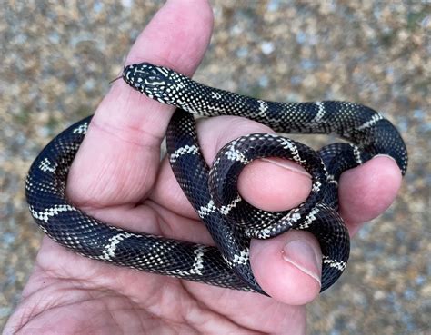 Outer Banks Kingsnake Eastern Kingsnake by Desert Moon Reptiles ...