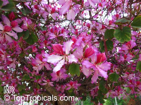 Grow Bauhinias: Exotic Orchid Trees for Your Garden