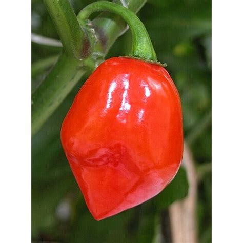 Habanero, Caribbean Red – Fatalii Seeds