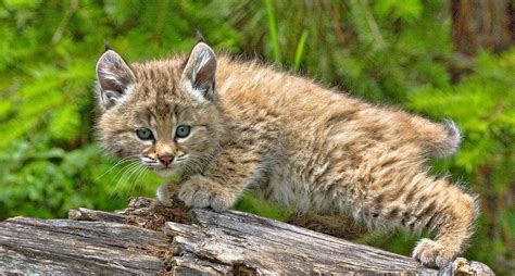 BABY BOBCAT | Bobcat kitten, Baby bobcat, Cute baby animals