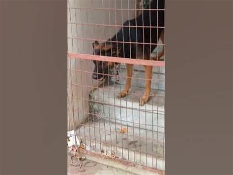 Dynamic Dabur Man puppy 🐕 waiting for to go to outside 🙉🐒😄 - YouTube