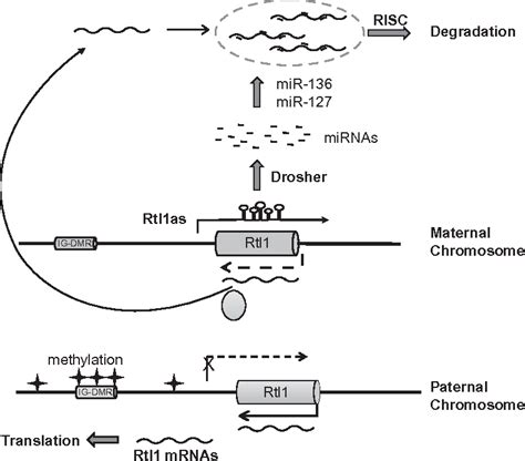 Figure 4.1 from the epigenetics of non-coding rnA | Semantic Scholar