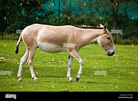 An onager or wild donkey Stock Photo - Alamy