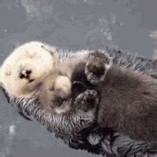 Otter Otters GIF - Otter Otters Spinning Otter - Discover & Share GIFs