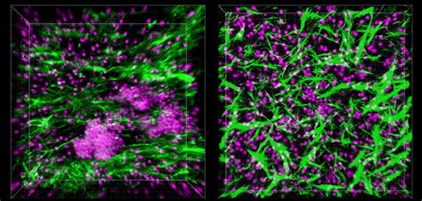 Immune-system-on-a-chip could speed up future vaccine development