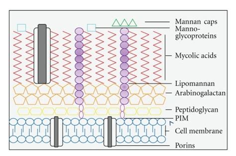 The structure of the Mycobacterium tuberculosis cell wall. This figure ...