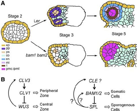 A Model for the Control of Early Anther Cell Differentiation by BAM1... | Download Scientific ...