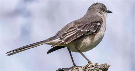 Mockingbird Behavior - AnimalBehaviorCorner