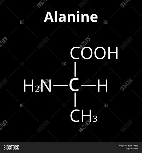 Alanine Amino Acid. Image & Photo (Free Trial) | Bigstock