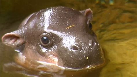 Baby Hippopotamus Takes His First Swim - NBC News