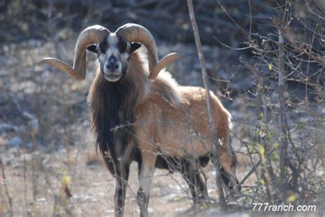 Pin on Blackbelly Sheep