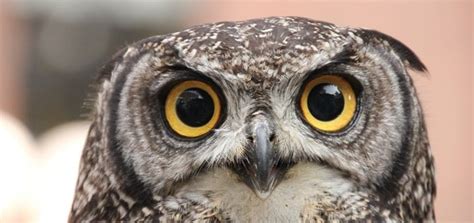 Screech Owl Sound | Free Sound Efeects | Animal Sounds