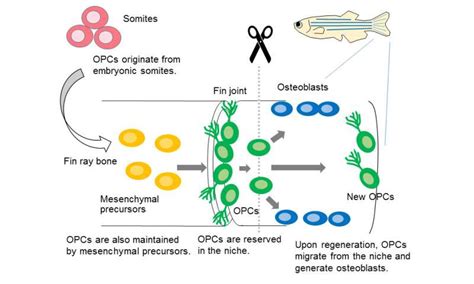 Elucidation of bone regeneration mechanism